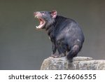 Tasmanian devil  sarcophilus...