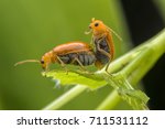 couple of thailand beetles on potato bush close up in garden in summer season