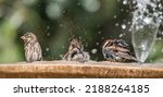 Sparrows Splashing In A...