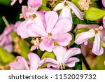 Common Soapwort  With Flower