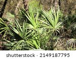 Small photo of Florida green Saw Palmetto plants
