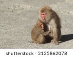 Wild Mother Japanese Monkey ...