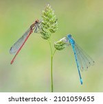 Large Red And Azure Damselflies ...