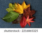 A Selection Of Leaves In...