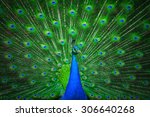 Portrait Of Beautiful Peacock...