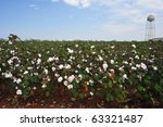 Ripened Cotton Field In Alabama