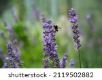 Lavender and bumblebee in the garden