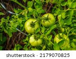 Green and unripe tomatoes hang on a bush. Large fruits of immature vegetables. Vegetable plantation with tomatoes. Growing organic products.