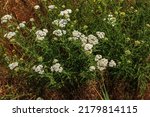 Achillea Millefolium  Commonly...