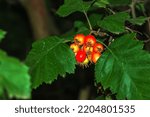 Small photo of Bright red berries of the hawthorn CRATAEGUS TOURN. EX L, growing naturally. They are used in herbal medicine for ailments as well as in culinary jams, jellies and wines.