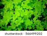 Blue Four-Leaf Clover Background Free Stock Photo - Public Domain Pictures