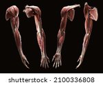 Full Upper Extremity Arm 3d...