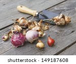 Small photo of Flower bulbs (tulips, daffodils, miscarry) and shovel on the wooden table.