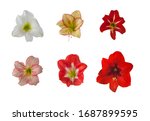 Small photo of Blooming Hippeastrum (amaryllis) Sonatina and Colibri Grp on a white background isolated.