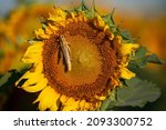Sunflowers With Grasshoppers In ...
