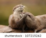 Oriental Short Clawed Otters...