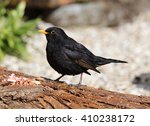 Close Up Of A Male Blackbird...