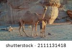 A Picture Of A Camel Animal In...