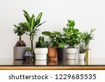 Houseplants in different designed flowerpots on a cabinet
