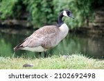 Canada Goose Strolling On River ...