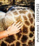 Small photo of hand touching giraffe fur when sleeping after being darted by vet (veterinarian) for wildlife translocation work in South Africa, Kruger Natioanl Park