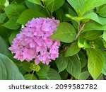 Pink Hydrangea And Green...