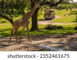 Small photo of Bay Lake, Florida, USA August 1, 2023 Giraffe walking around Kilimanjaro Safari in Walt Disney World's Animal Kingdom