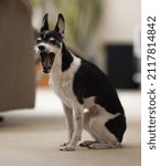 Small photo of jilly pet dog canine 5 years