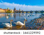 Swans on Vltava river in Prague, Czech Republic. Swans on the background of Charles Bridge in Prague
