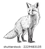 fox sitting hand drawn sketch...