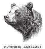 Bear Head Portrait Sketch Hand...
