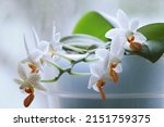  Phalaenopsis Orchid "mini Mark"...