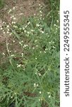 Small photo of Parthenium is an obnoxious harmful weed