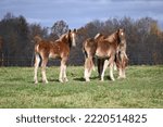Amish Belgian Draft Horses In...
