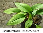 Small photo of The Cast Iron Plant (Aspidistra elatior) belongs to that category of evergreen ornamental plants. Selective focus