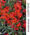 Large Cluster Of Red Pyracantha ...