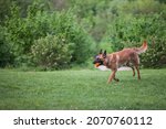 Small photo of Malinois Belgian Shepherd dog running in a park and playing to fetch a ball, in a dog game called fetching, traditional for canine education.