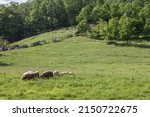 Selective blur on a flock and herd of white sheeps, with short wool, standing and eating in the grass land of a pasture in a Serbian farm. They are farming animals, also called ovis aries. 



