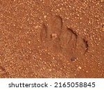 South American Tapir Footprint. ...
