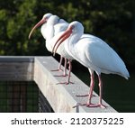 American White Ibis Standing On ...