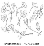 hand drawn set of periwinkle... | Shutterstock .eps vector #407119285