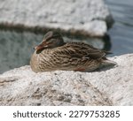 Mallard Female Duck On Rocks 