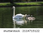 Swan Cubs Swimming With Their...