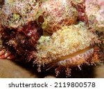 Small photo of Scorpion fish in its toreador costume. Photograph taken on the coral reef of Tahiti.