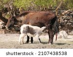 Small photo of Yaks are heavily built animals with bulky frames, sturdy legs, rounded, cloven hooves, and extremely dense, long fur that hangs down lower than the belly. While wild yaks are generally dark, blackish