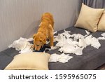Small photo of Naught bad golden dog playing and biting toilet paper