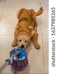 Small photo of Tricksy golden dog playing and biting the wet mop