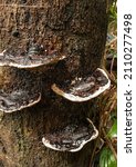 Small photo of Fomitopsis mounceae is a species of shelf fungus. Originally thought to be identical to the red-belted conk, studies show that it is in fact a discrete species.