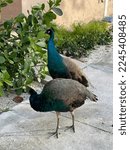 Small photo of Misplaced Peacocks from Hurricane Ian