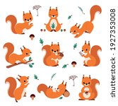 Cute Red Squirrel Holding Acorn and Sitting on Tree Branch Vector Set